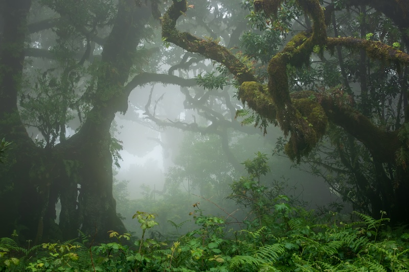 Forêt de Fanal, Madère